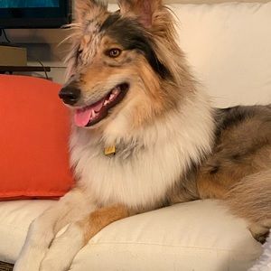 Meet your Posher, Jean